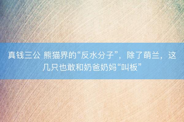 真钱三公 熊猫界的“反水分子”,除了萌兰,这几只也敢和奶爸奶妈“叫板”